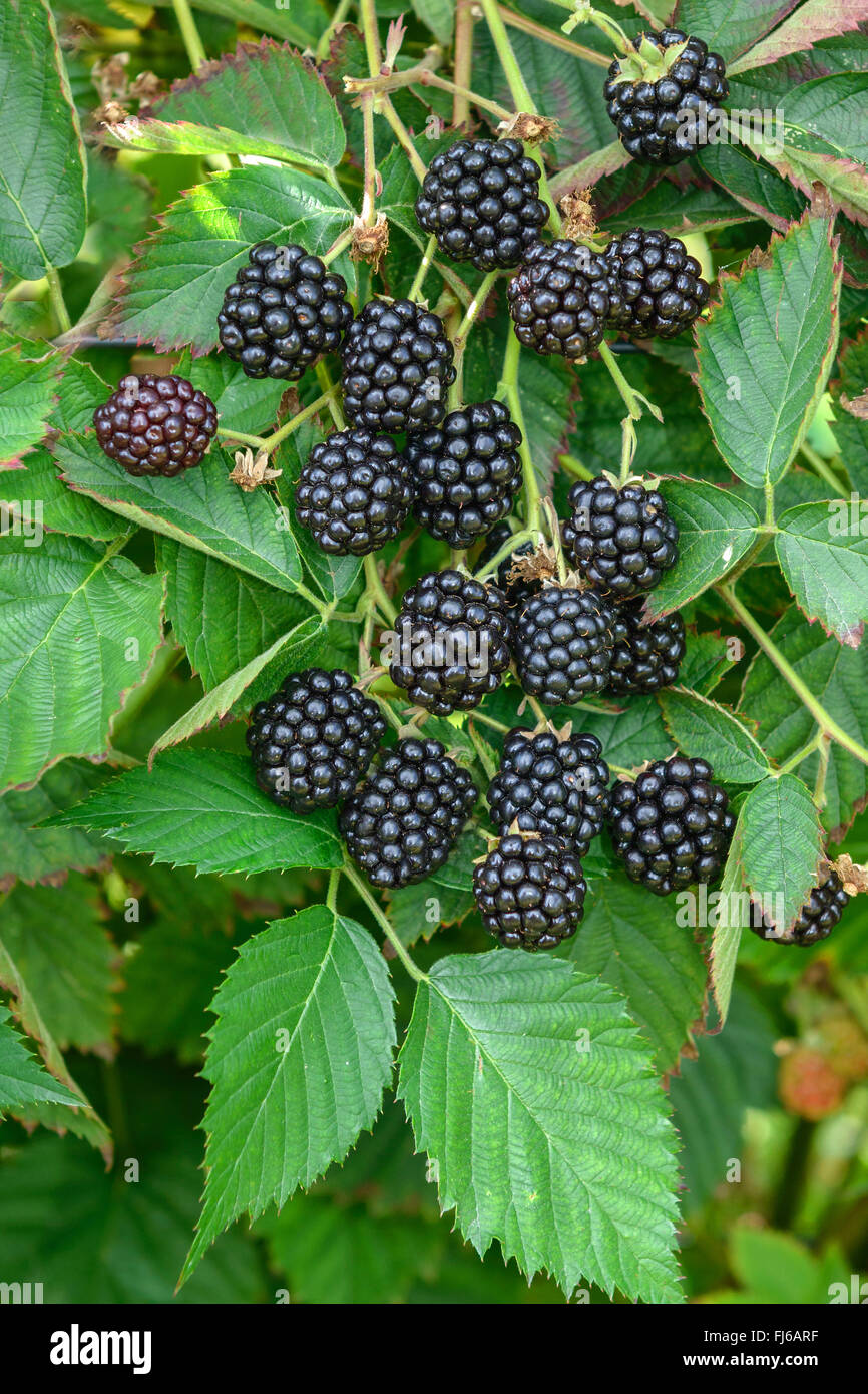 Blackberry arbustive (Rubus fruticosus 'Loch Ness", Rubus fruticosus Loch Ness), frutti di cultivar di Loch Ness, Germania Foto Stock