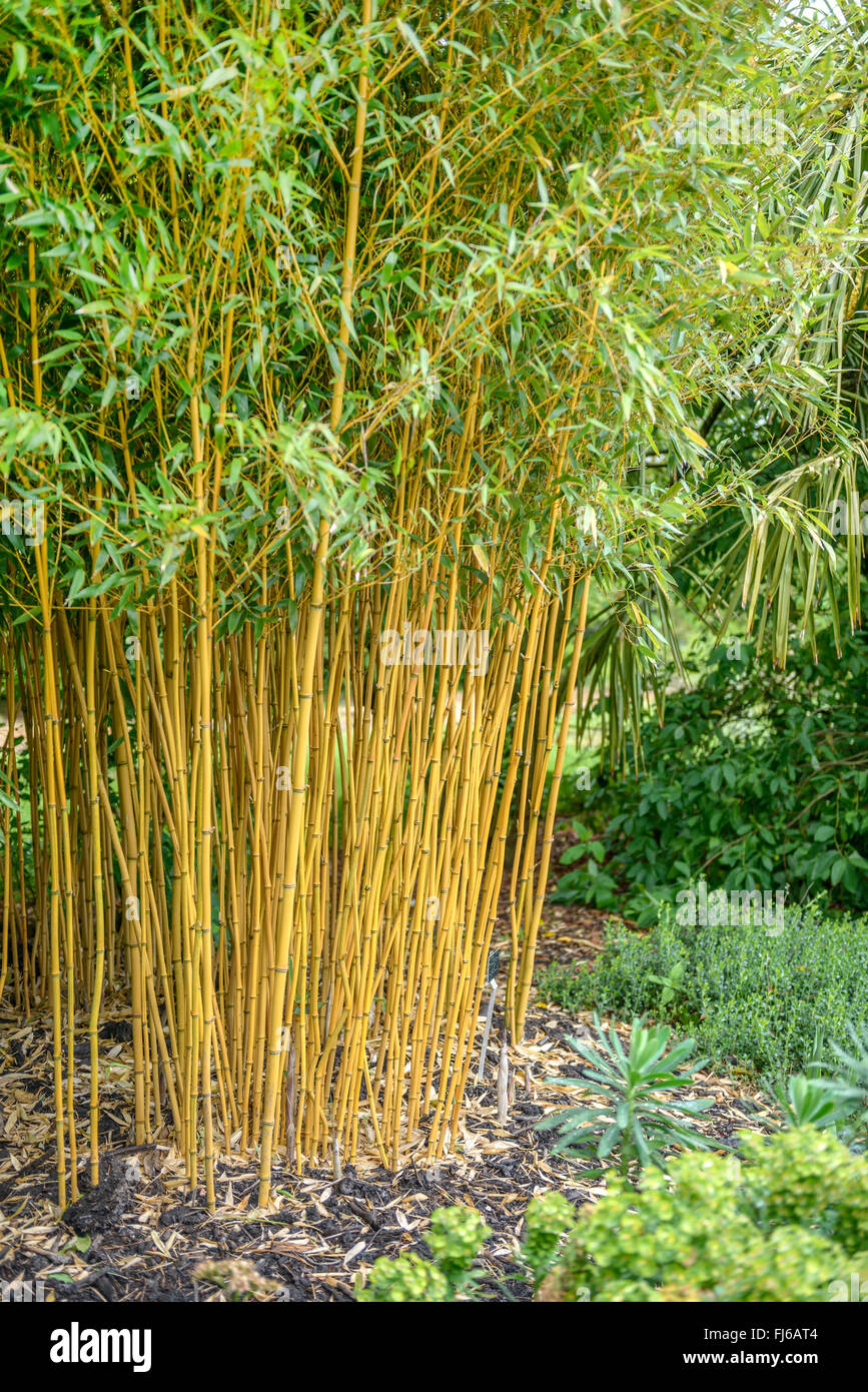 Golden Vivax bambù, vigorosa Bamboo (Phyllostachys vivax f., aureocaulis Phyllostachys vivax Aureocaulis "', Phyllostachys vivax Aureocaulis), Regno Unito Foto Stock