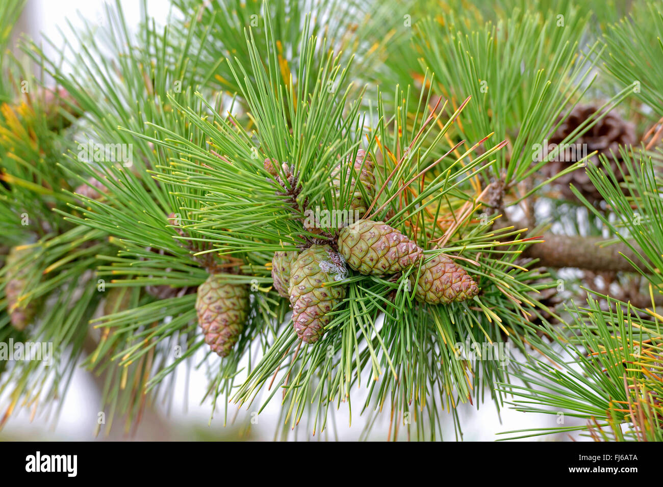 Nero giapponese pine (Pinus thunbergii), il ramo con i coni, Giappone, Honshu Foto Stock