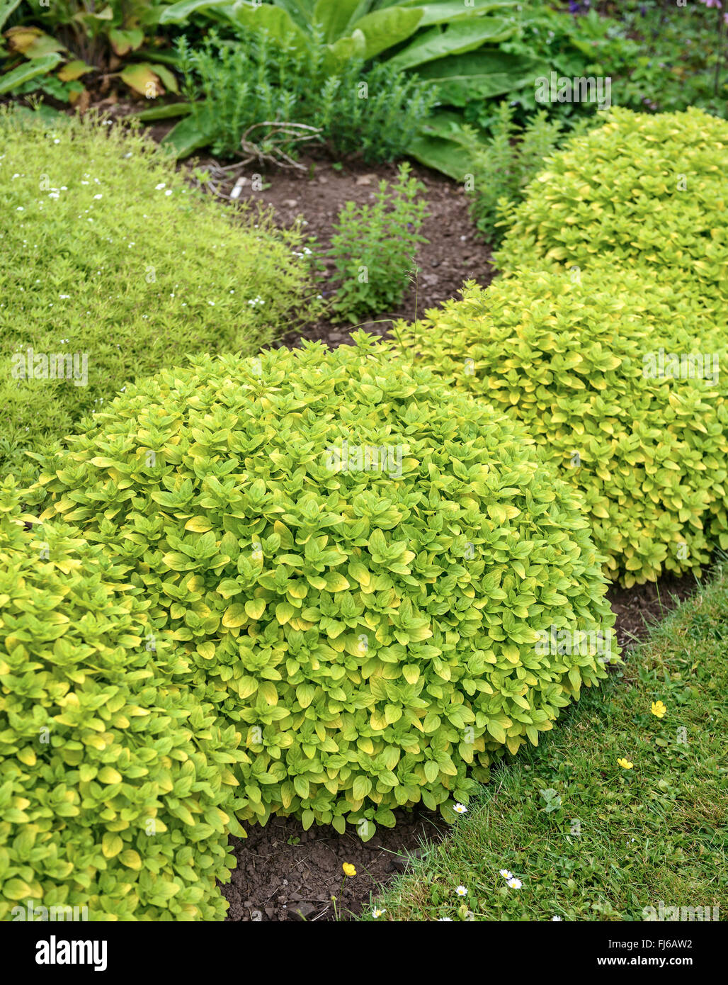 Origano Selvatico, origano (Origanum vulgare " Aureum". Origanum vulgare Aureum), cultivar aureum, Regno Unito Inghilterra Foto Stock
