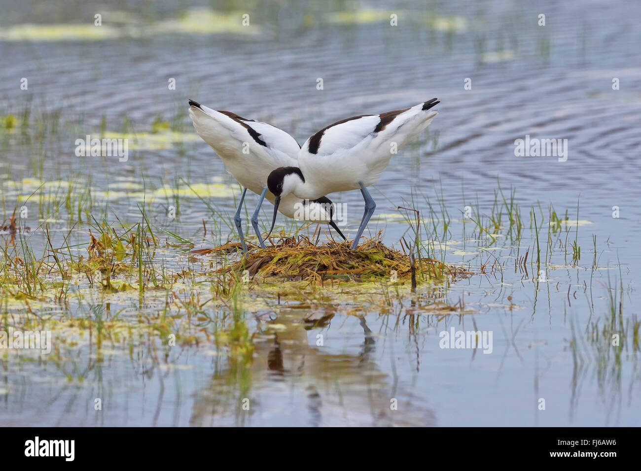 Pied avocet (Recurvirostra avosetta), associazione in acque poco profonde, Austria, Burgenland, Neusiedler See Parco Nazionale Foto Stock