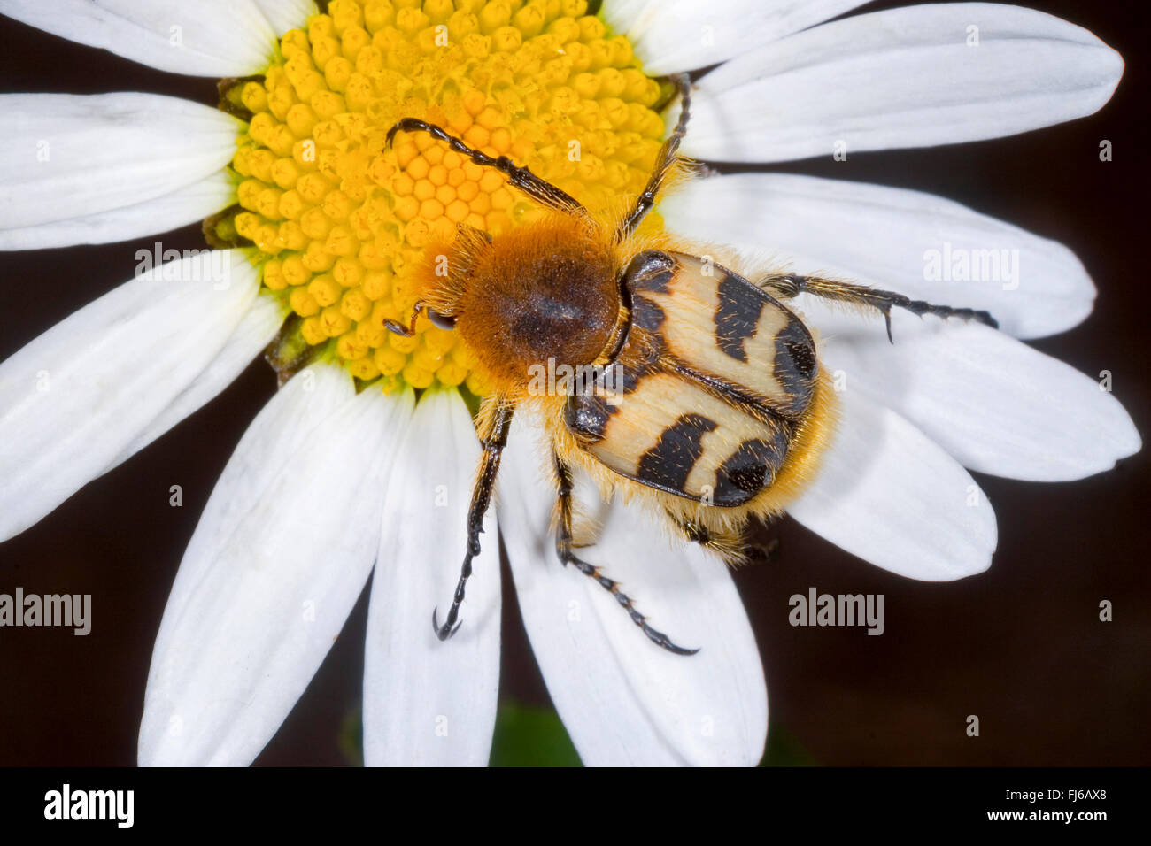 Bee chafer, bee beetle (Trichius fasciatus), su un composito, Germania Foto Stock