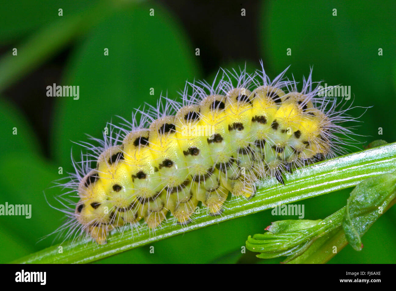 La variabile Burnett (Zygaena ephialtes), Caterpillar, Germania Foto Stock