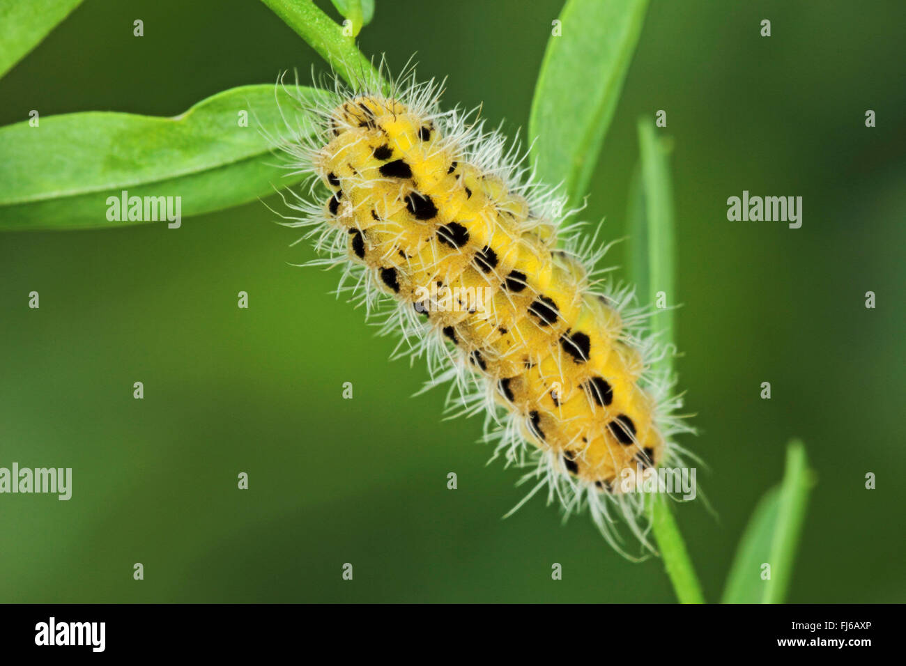 La variabile Burnett (Zygaena ephialtes), Caterpillar, Germania Foto Stock