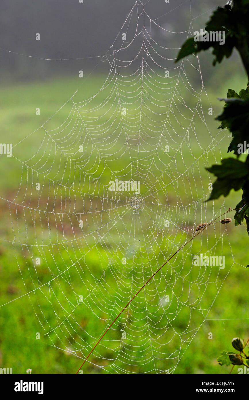 Spiderweg con rugiada di mattina, Germania Foto Stock