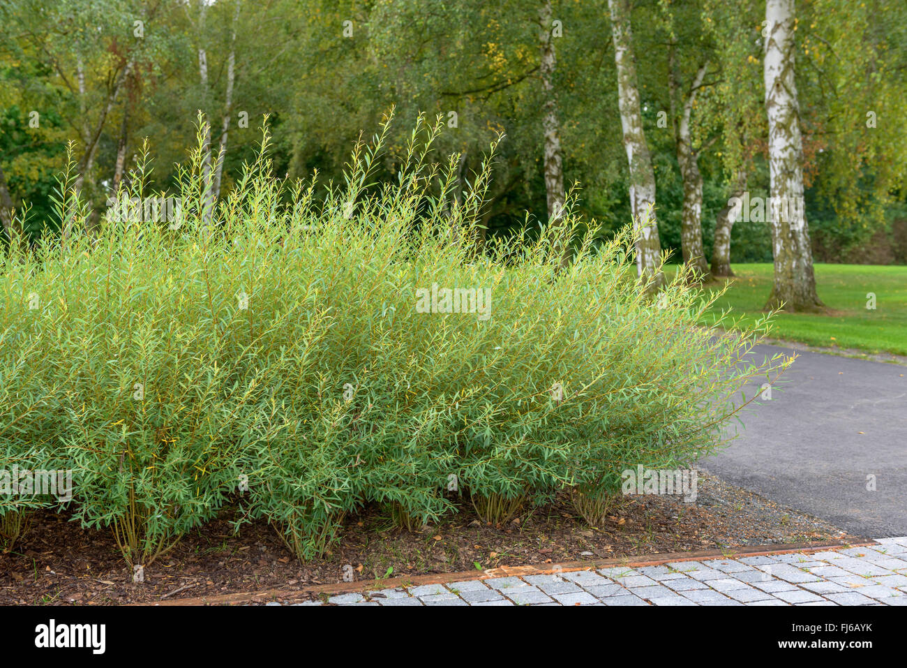 Viola vimini, viola willow, basket willow (Salix purpurea " nana", Salix purpurea Nana), cultivar Nana Foto Stock