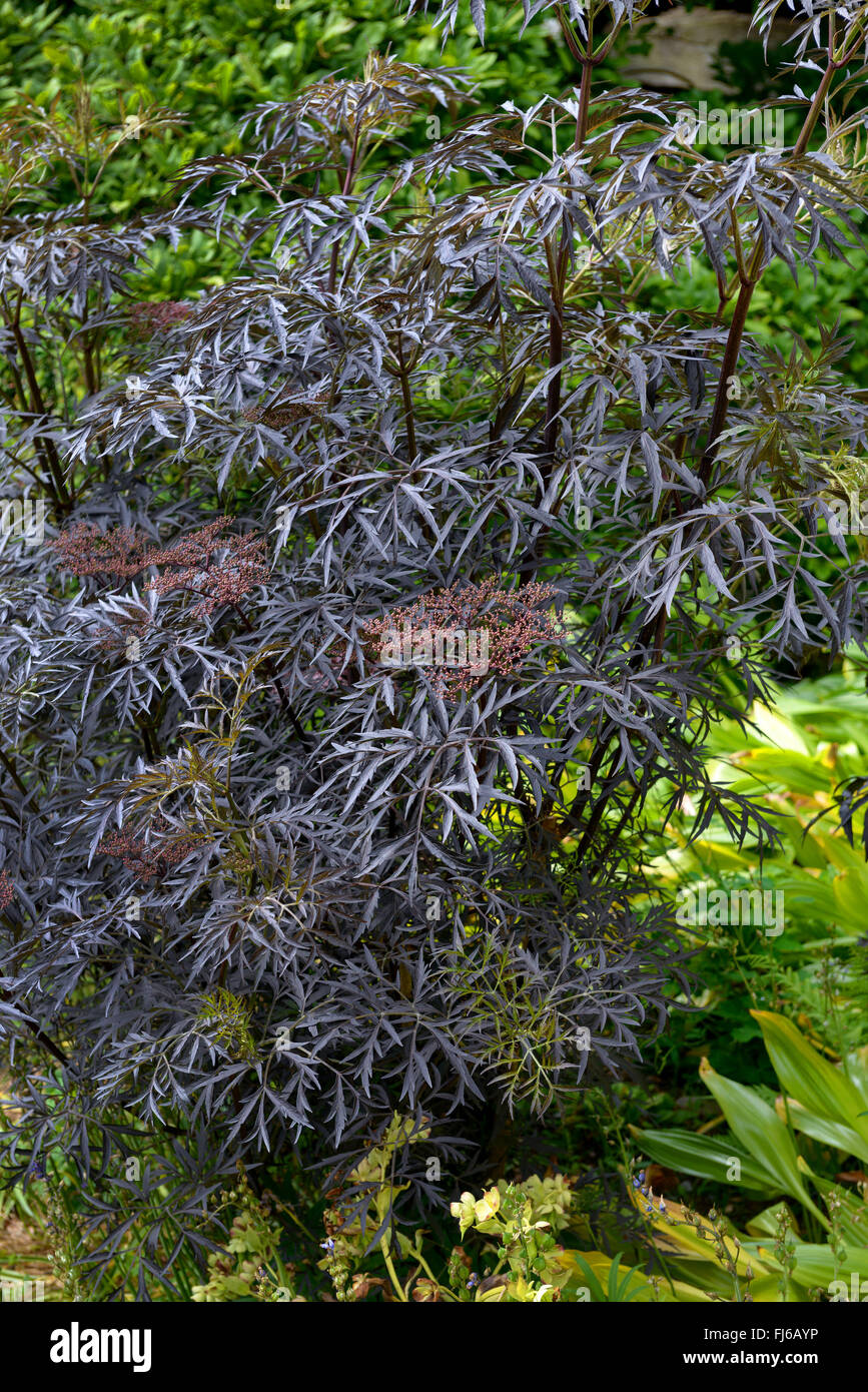 Nero europeo sambuco, Sambuco, Comune di sambuco (Sambucus nigra 'Black Lace", Sambucus nigra pizzo nero), in un giardino, Regno Unito Foto Stock