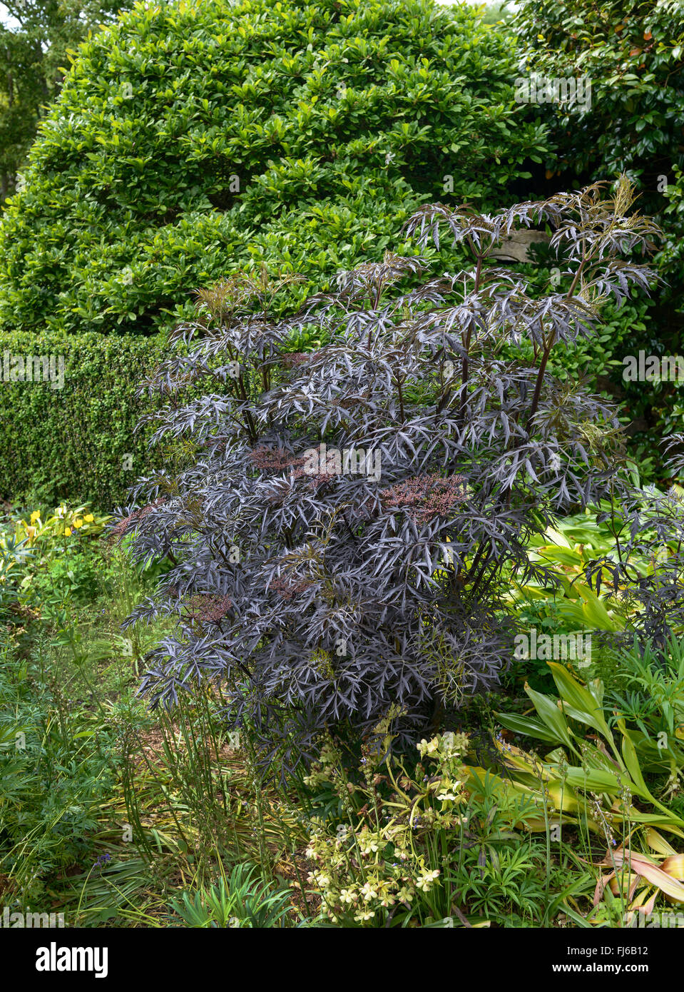 Nero europeo sambuco, Sambuco, Comune di sambuco (Sambucus nigra 'Black Lace", Sambucus nigra pizzo nero), in un giardino, Regno Unito Foto Stock