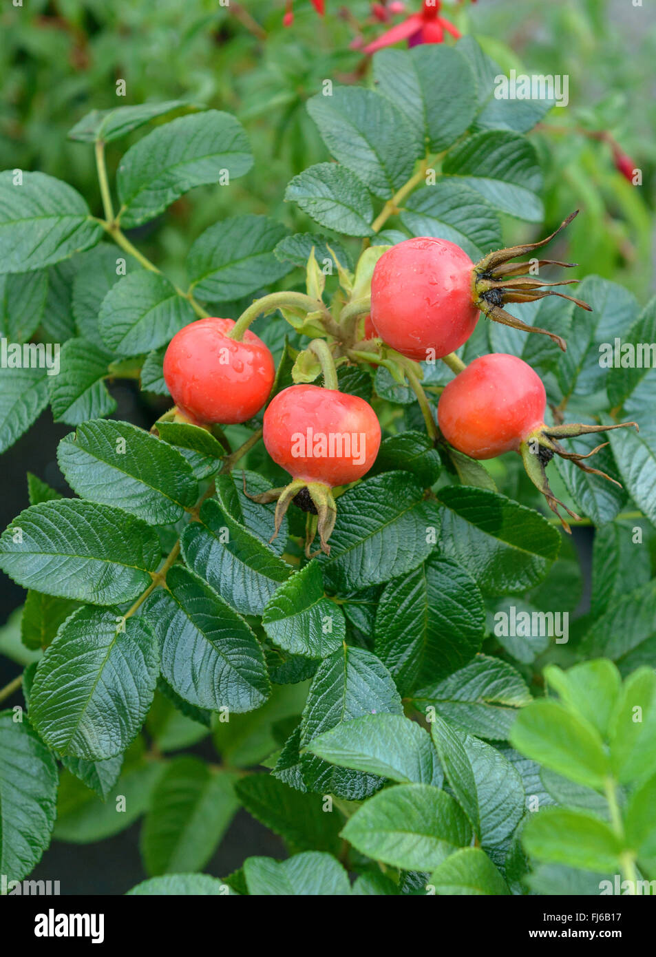 Rosa rugosa, Giapponese rosa (Rosa rugosa), la frutta in una bussola, in Germania, in Sassonia, Bautzen Foto Stock