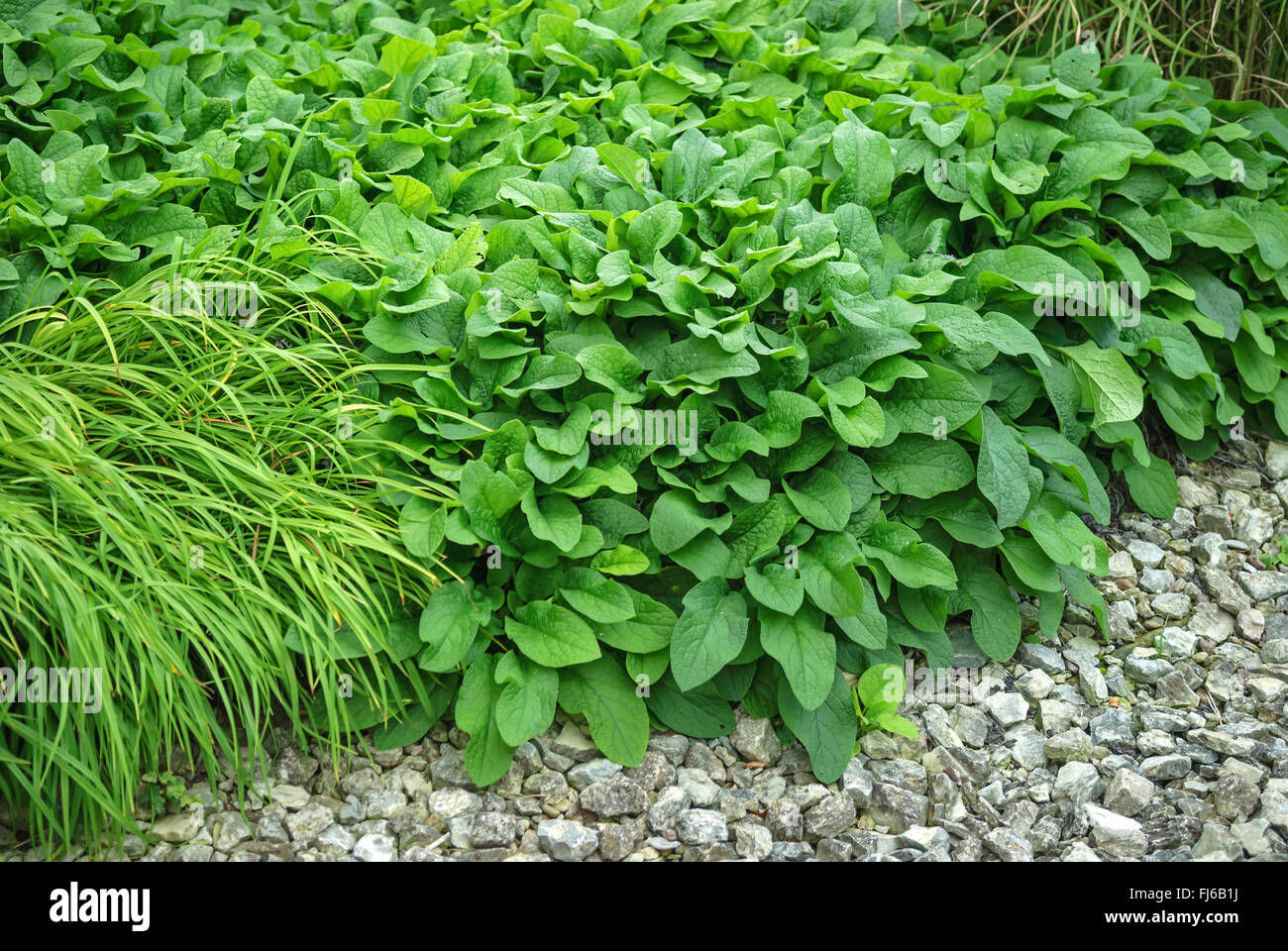 Comfrey nana (Symphytum grandiflorum), lascia in estate, Germania Foto Stock