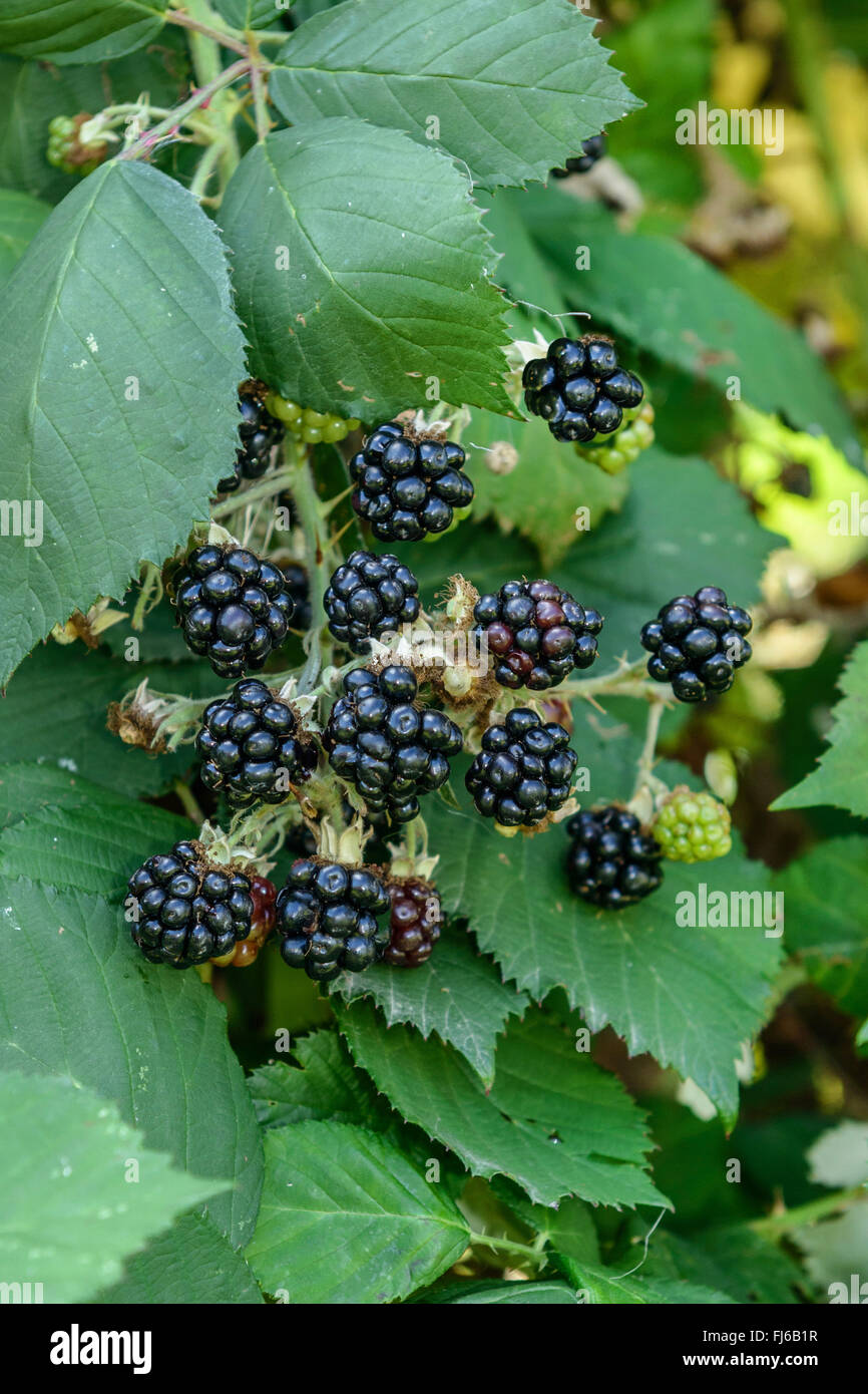 Blackberry arbustive (Rubus fruticosus "Theodor Reimers', Rubus fruticosus Theodor Reimers), frutti di cultivar Theodor Reimers, Germania Foto Stock