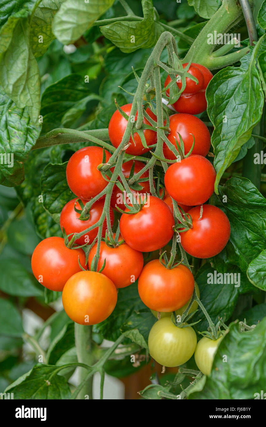 Giardino (pomodoro Solanum lycopersicum 'Picolino', Solanum lycopersicum Picolino), frutti di cultivar Picolino, Germania Foto Stock