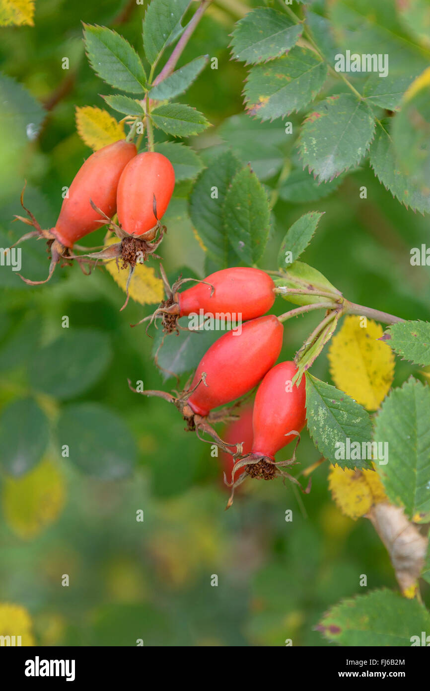 Rosa (Rosa 'Pi ro 3', Rosa Pi ro 3), frutti di cultivar Pi ro 3, GERMANIA Foto Stock