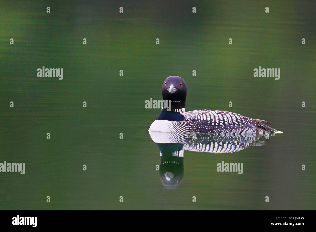 Great Northern diver (Gavia immer), nuoto, immagine speculare, Canada, Alberta, il Parco Nazionale di Banff Foto Stock