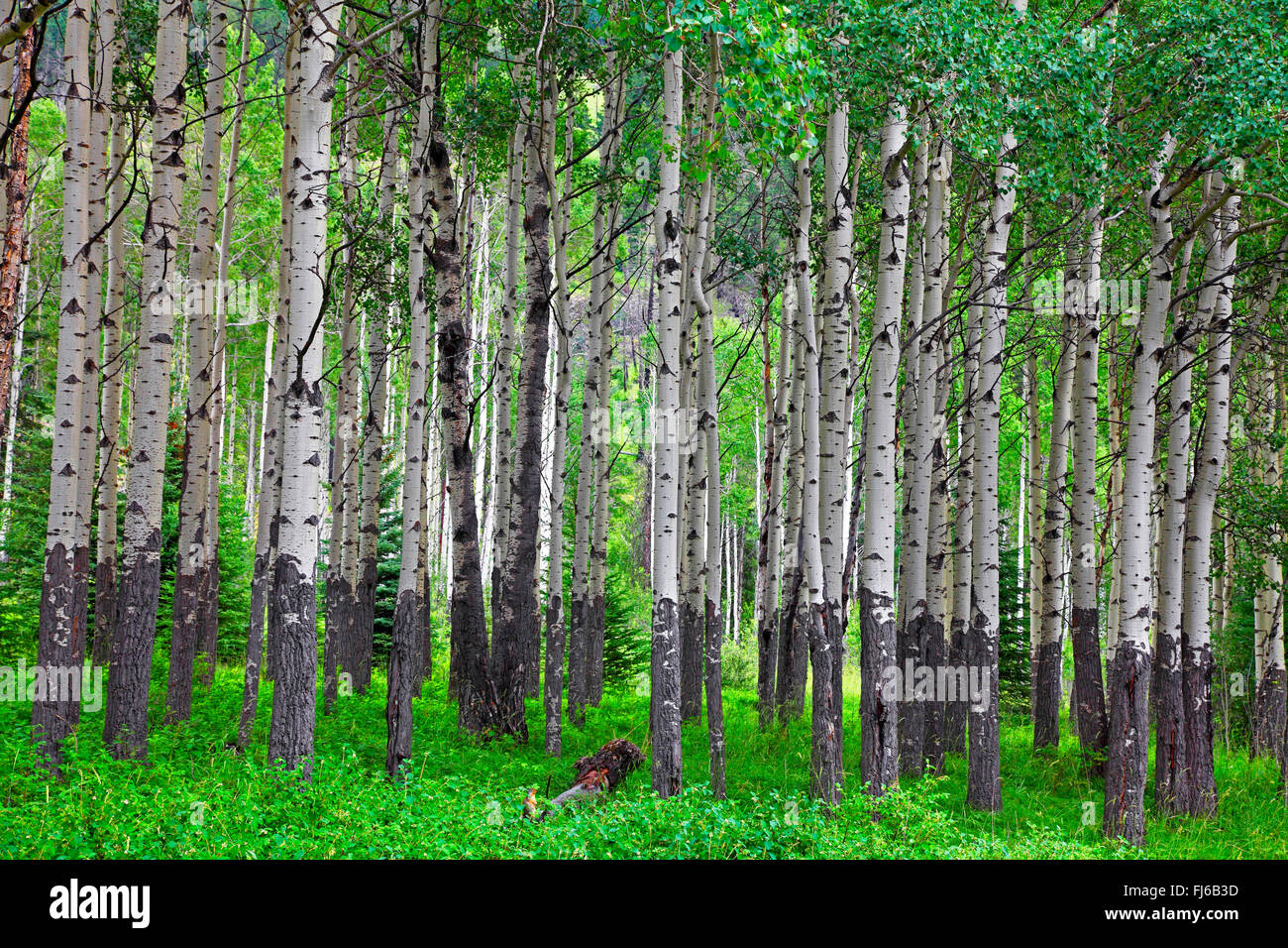 American aspen, vacilla aspen, tremante aspen (Populus tremuloides), aspen forest, Canada, Alberta, il Parco Nazionale di Banff Foto Stock