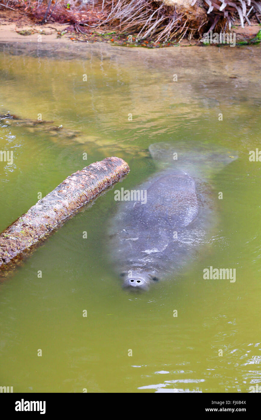 West Indian lamantino, Florida manatee, lamantino dei Caraibi, Antillean lamantino (Trichechus manatus), nuotate in acque poco profonde, STATI UNITI D'AMERICA, Florida, Merritt Island Foto Stock