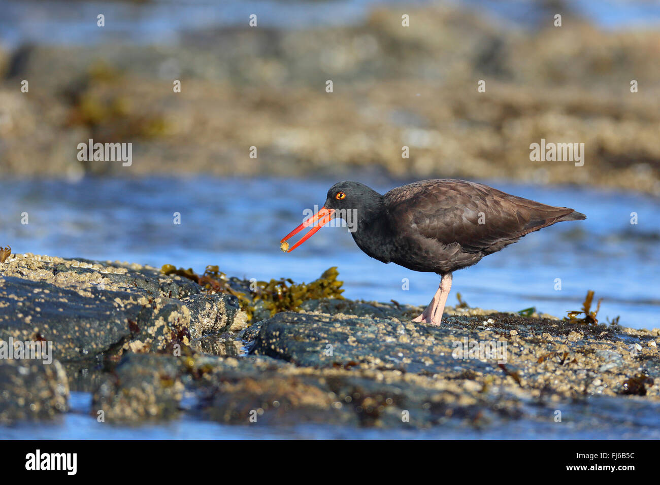 Nera americana (oystercatcher Haematopus bachmani), sorge su uno sperone di roccia sul mare alimentando un limpet, Canada, Victoria, Isola di Vancouver Foto Stock