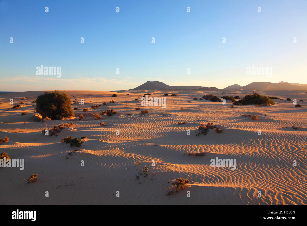 Dune di Corralejo vicino alla luce della sera, Isole Canarie Fuerteventura Foto Stock