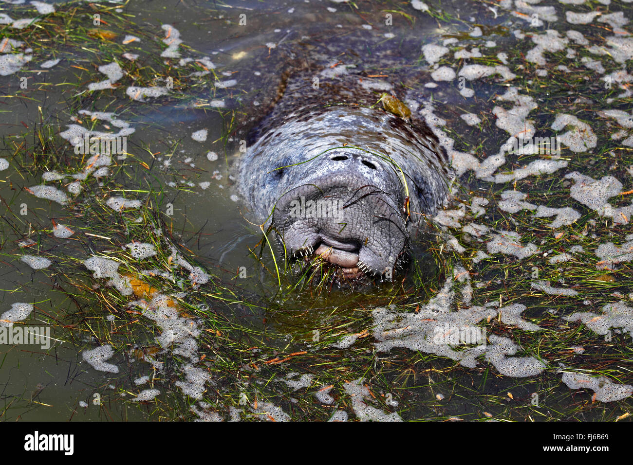 West Indian lamantino, Florida manatee, lamantino dei Caraibi, Antillean lamantino (Trichechus manatus), alimenta l'erba, STATI UNITI D'AMERICA, Florida, Merritt Island Foto Stock