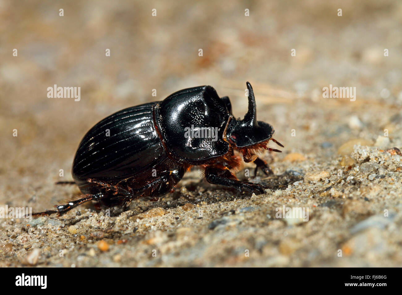 Tumblebug, inglese scarabeo (Copris lunaris), sittin sulla sabbia, Germania Foto Stock