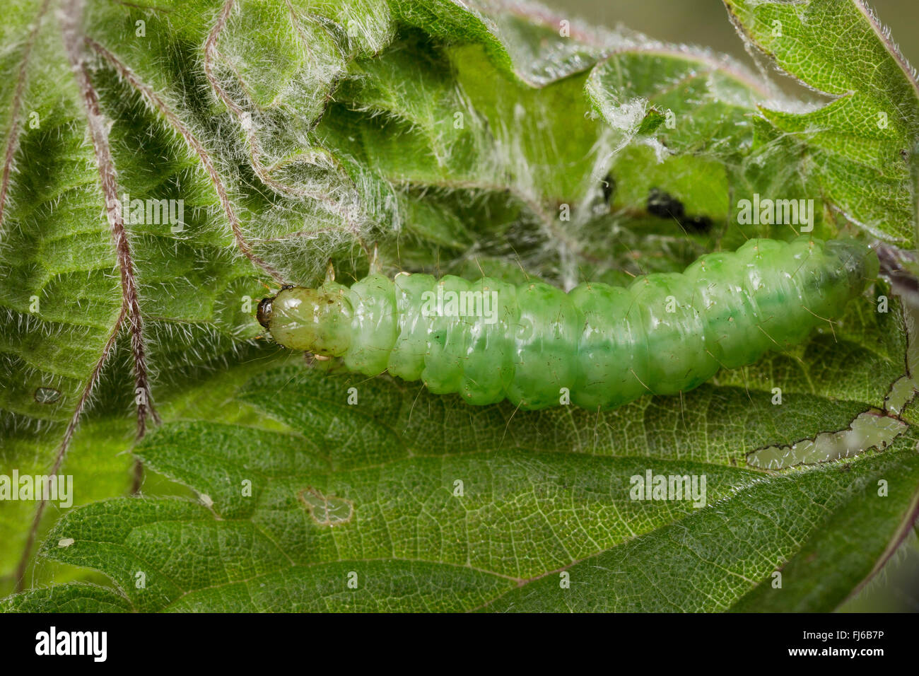 Madre di perla (Pleuroptya ruralis, Syllepta ruralis, Pleuroptya verticalis), Caterpillar su una foglia di ortica, Germania Foto Stock