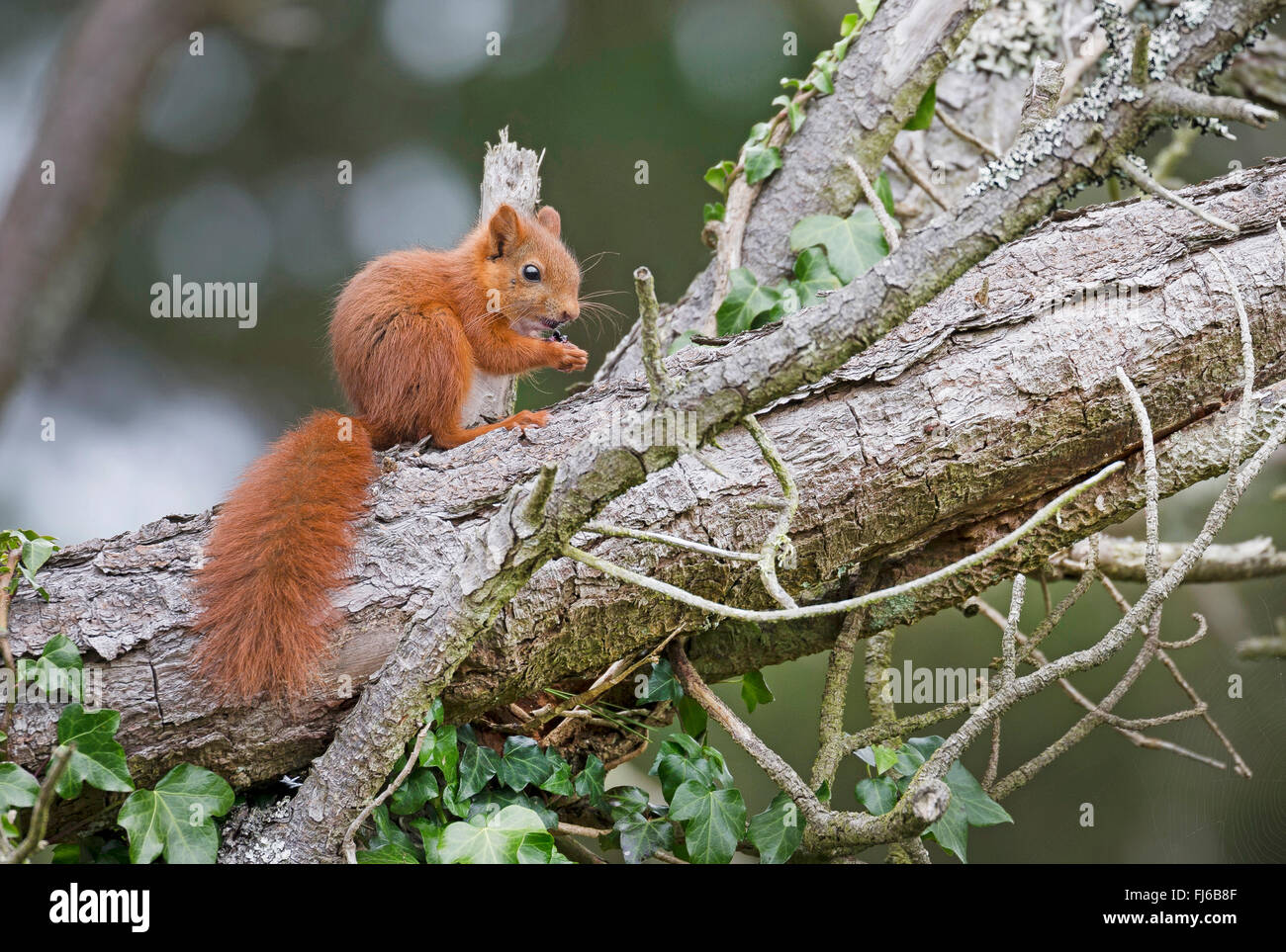 Unione scoiattolo rosso, Eurasian red scoiattolo (Sciurus vulgaris), alimentazione su un Blackberry, Germania Foto Stock