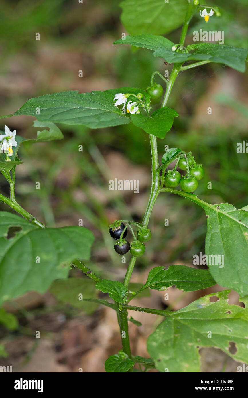 Comune di nightshade, erba morella (Solanum nigrum subsp. nigrum), fioritura, Germania Foto Stock