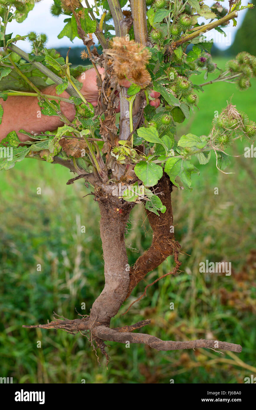 Maggiore (bardana Arctium lappa), radice in una mano, Germania Foto Stock