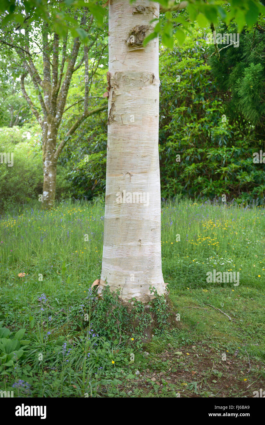 Roverella (betulla Betula utilis var. jacquemontii, Betula jacquemontii), tronco, Regno Unito Foto Stock