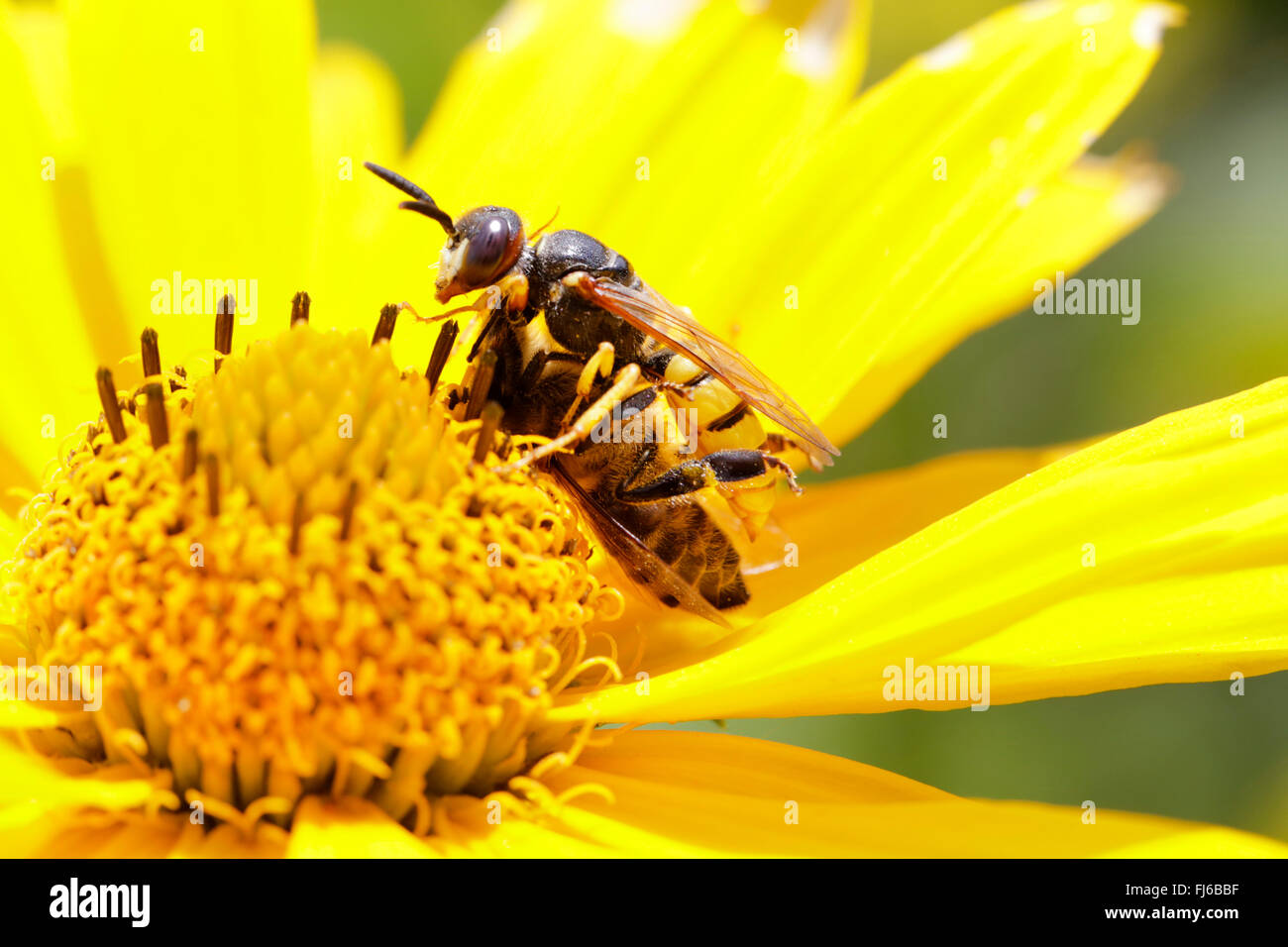 Bee-killer wasp, Bee-killer (Philanthus triangulum, Philanthus apivorus), combattendo con un ape su un fiore giallo, in Germania, in Baviera Foto Stock