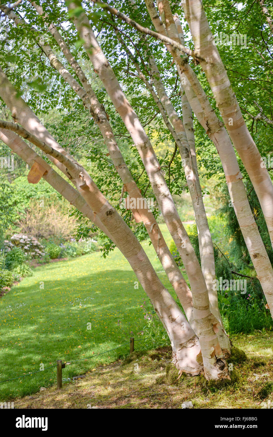 Erman di betulla, Russo Rock Birch (Betula ermanii 'Grayswood Hill', Betula ermanii Grayswood Hill), tronchi di cultivar Grayswood Hill, Regno Unito Foto Stock