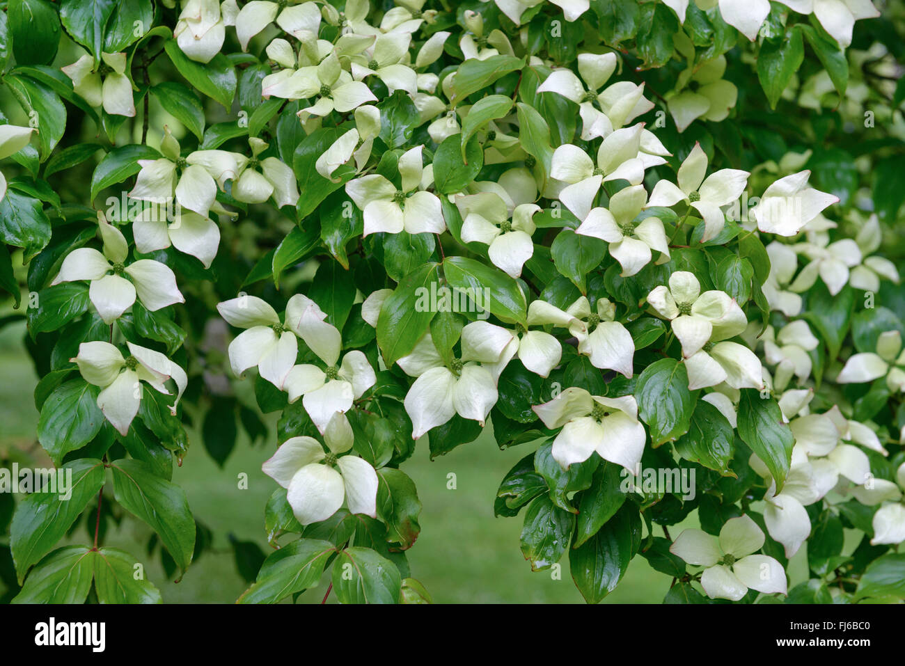 Cornus kousa var. chinensis, Cornus chinensis (Chinesischer Blumenhartriegel), Chinesischer Blumenhartriegel, Regno Unito Foto Stock