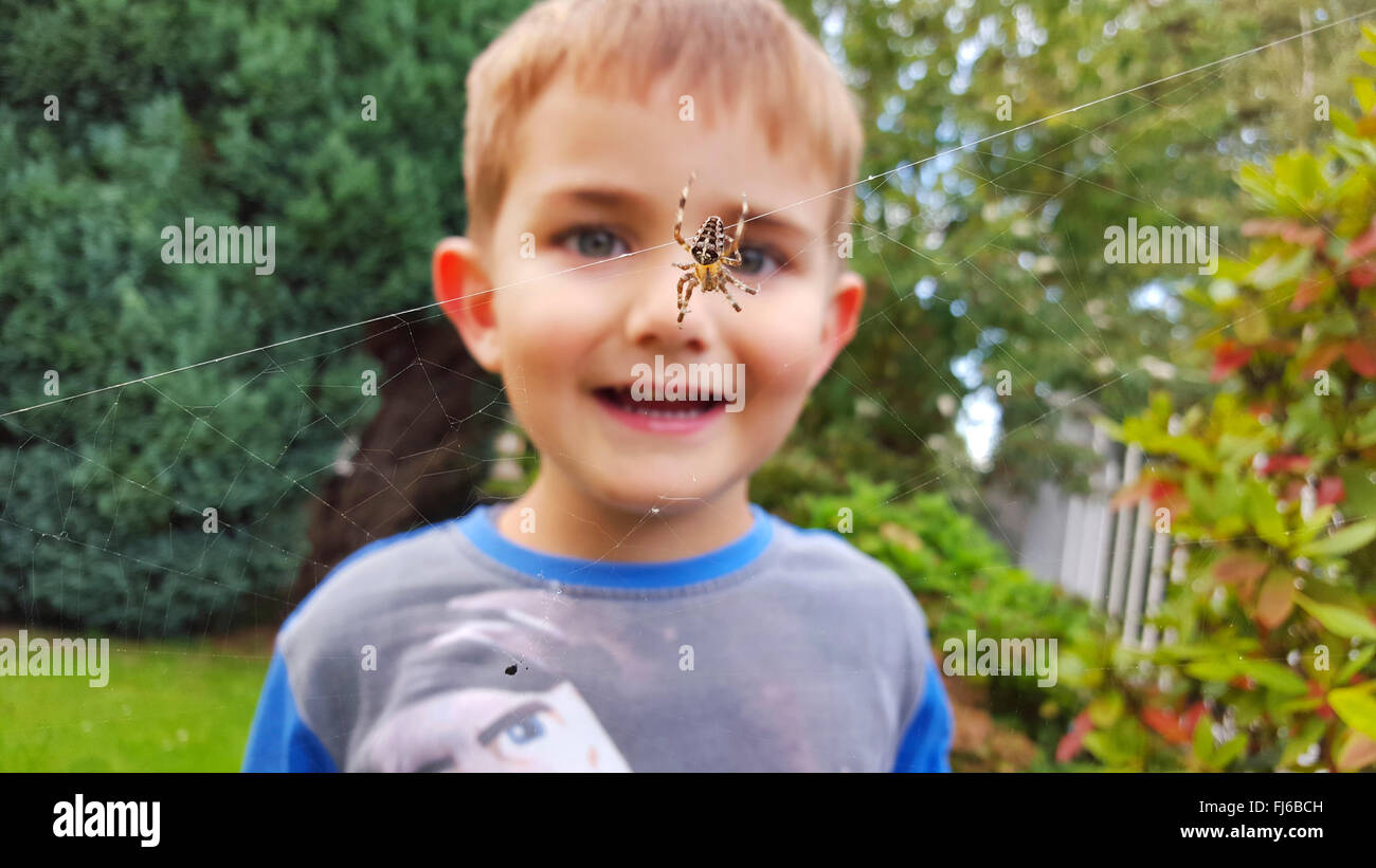 Croce orbweaver, giardino europeo spider, cross spider (Araneus diadematus), giovane ragazzo cerca curiosità in un giardino ragno in un sito web Foto Stock