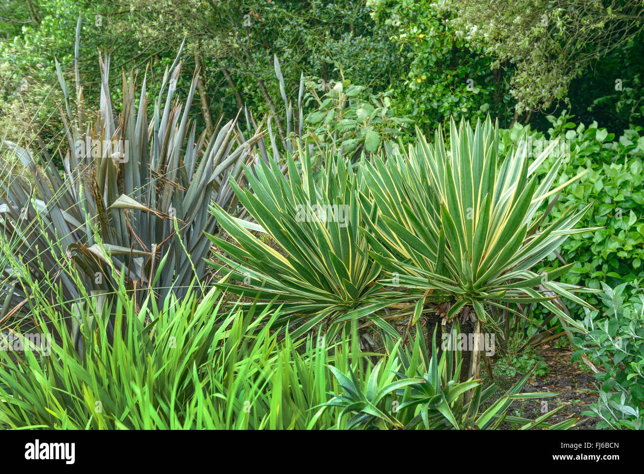 Palm lily (Yucca gloriosa 'Variegata', Yucca gloriosa variegata), cultivar variegata, Regno Unito Inghilterra Foto Stock