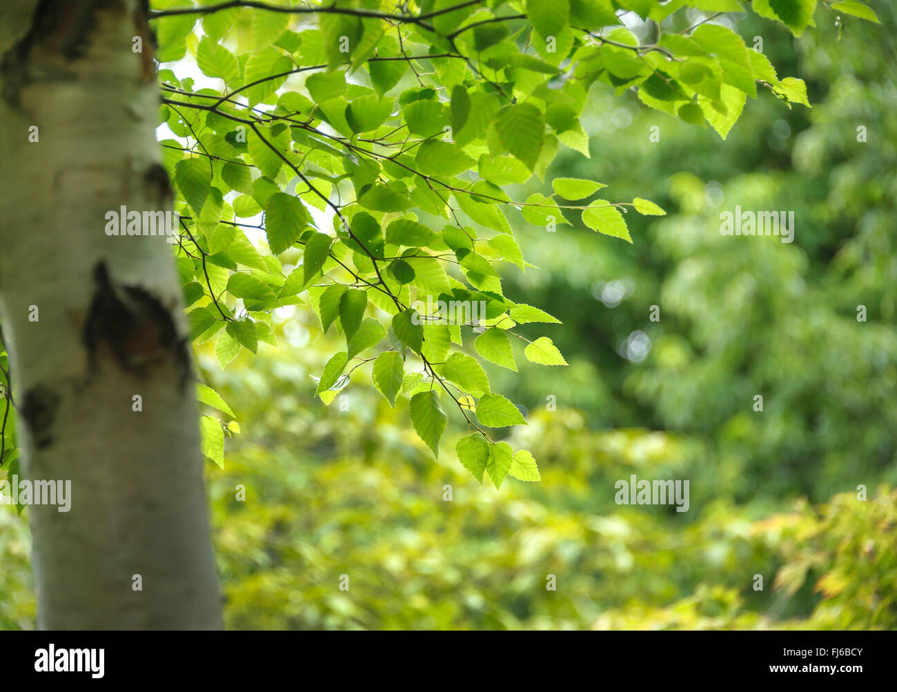 Erman di betulla, Russo Rock Birch (Betula ermanii var. japonica), foglie, Regno Unito Foto Stock