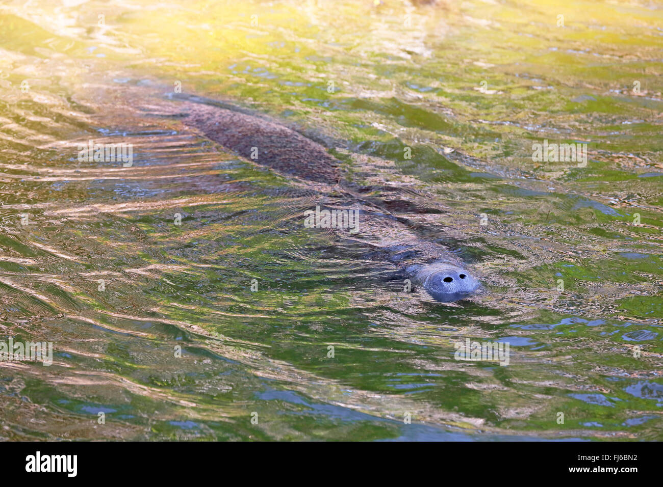West Indian lamantino, Florida manatee, lamantino dei Caraibi, Antillean lamantino (Trichechus manatus), nuoto, STATI UNITI D'AMERICA, Florida, Merritt Island Foto Stock
