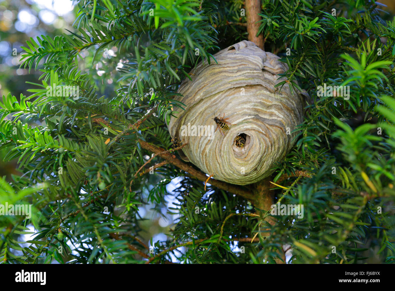 Wasp mediano (Dolichovespula media), appendere il nido in un yew, in Germania, in Baviera, Niederbayern, Bassa Baviera Foto Stock