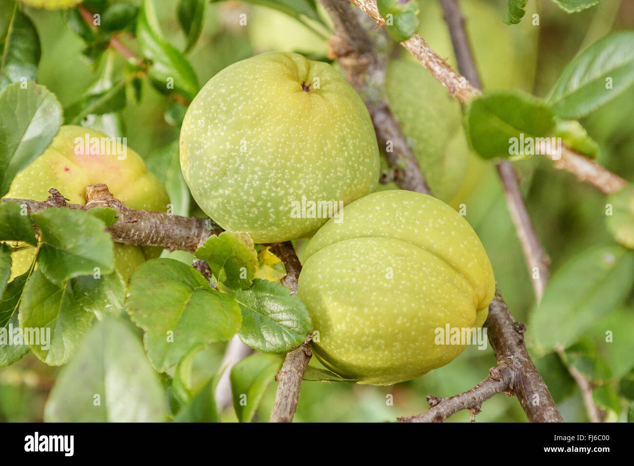 Cotogno ornamentale (Chaenomeles speciosa), frutti su un ramo, Germania Foto Stock