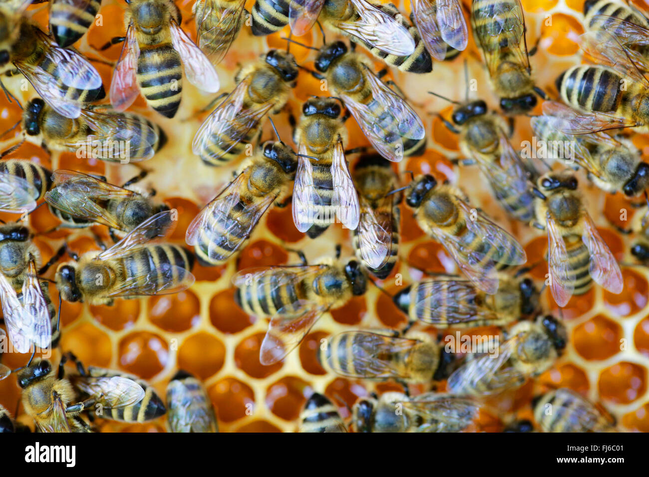 Il miele delle api, hive bee (Apis mellifera mellifera), di api su favi, scuotimento danza delle api da miele, in Germania, in Baviera, Niederbayern, Bassa Baviera Foto Stock