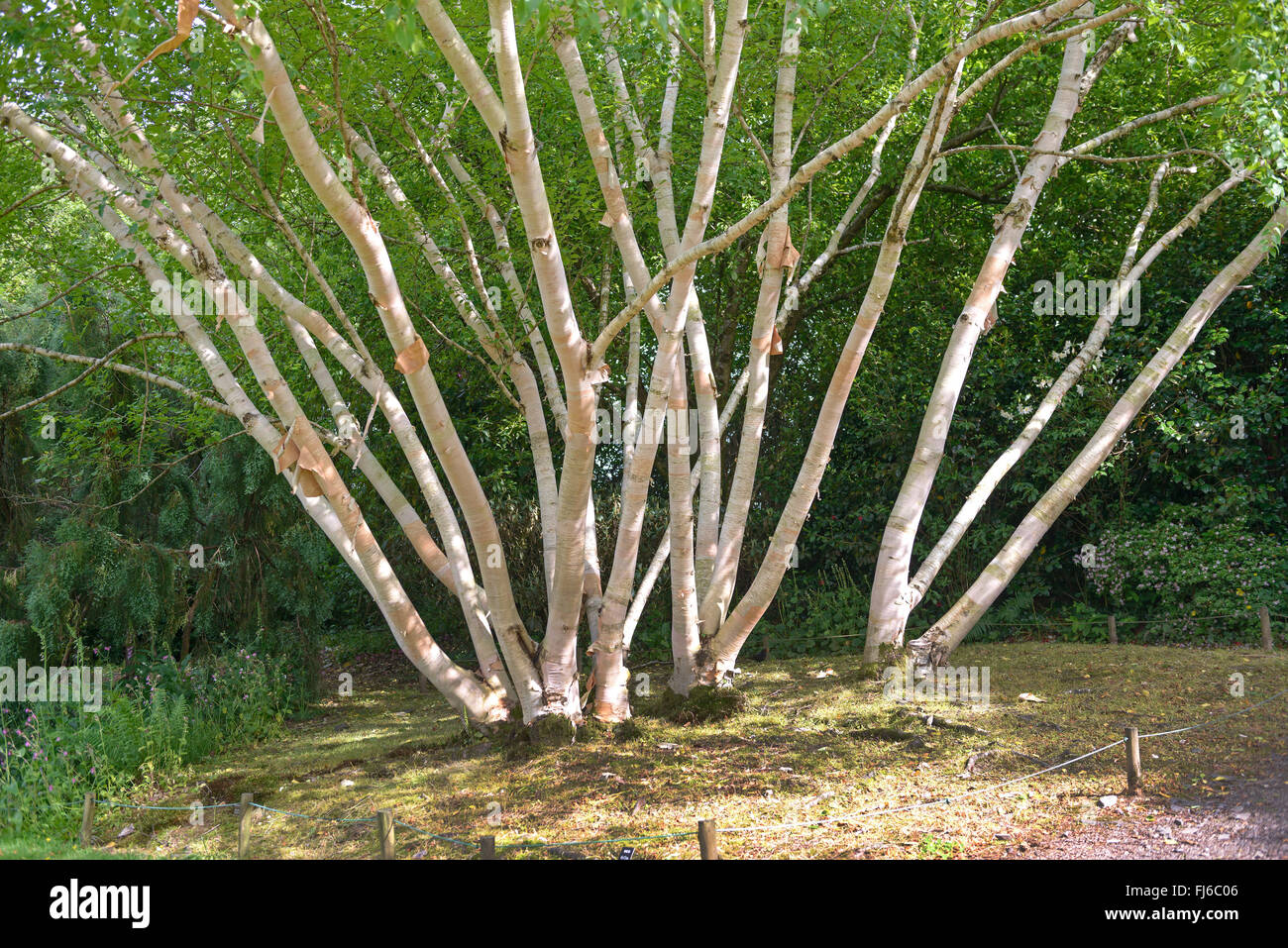 Erman di betulla, Russo Rock Birch (Betula ermanii 'Grayswood Hill', Betula ermanii Grayswood Hill), tronchi di cultivar Grayswood Hill, Regno Unito Foto Stock