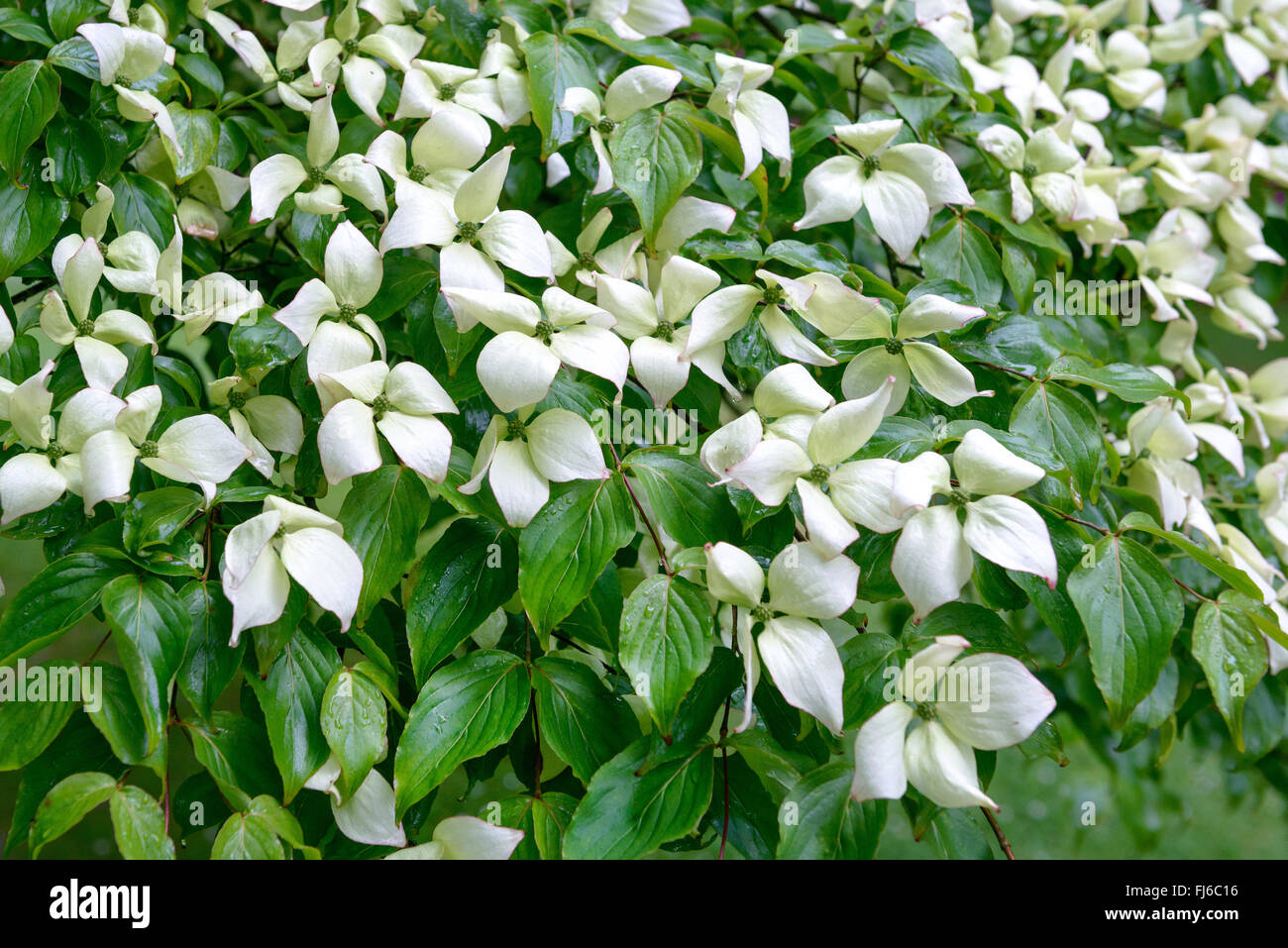 Cornus kousa var. chinensis, Cornus chinensis (Chinesischer Blumenhartriegel), Chinesischer Blumenhartriegel, Regno Unito Foto Stock