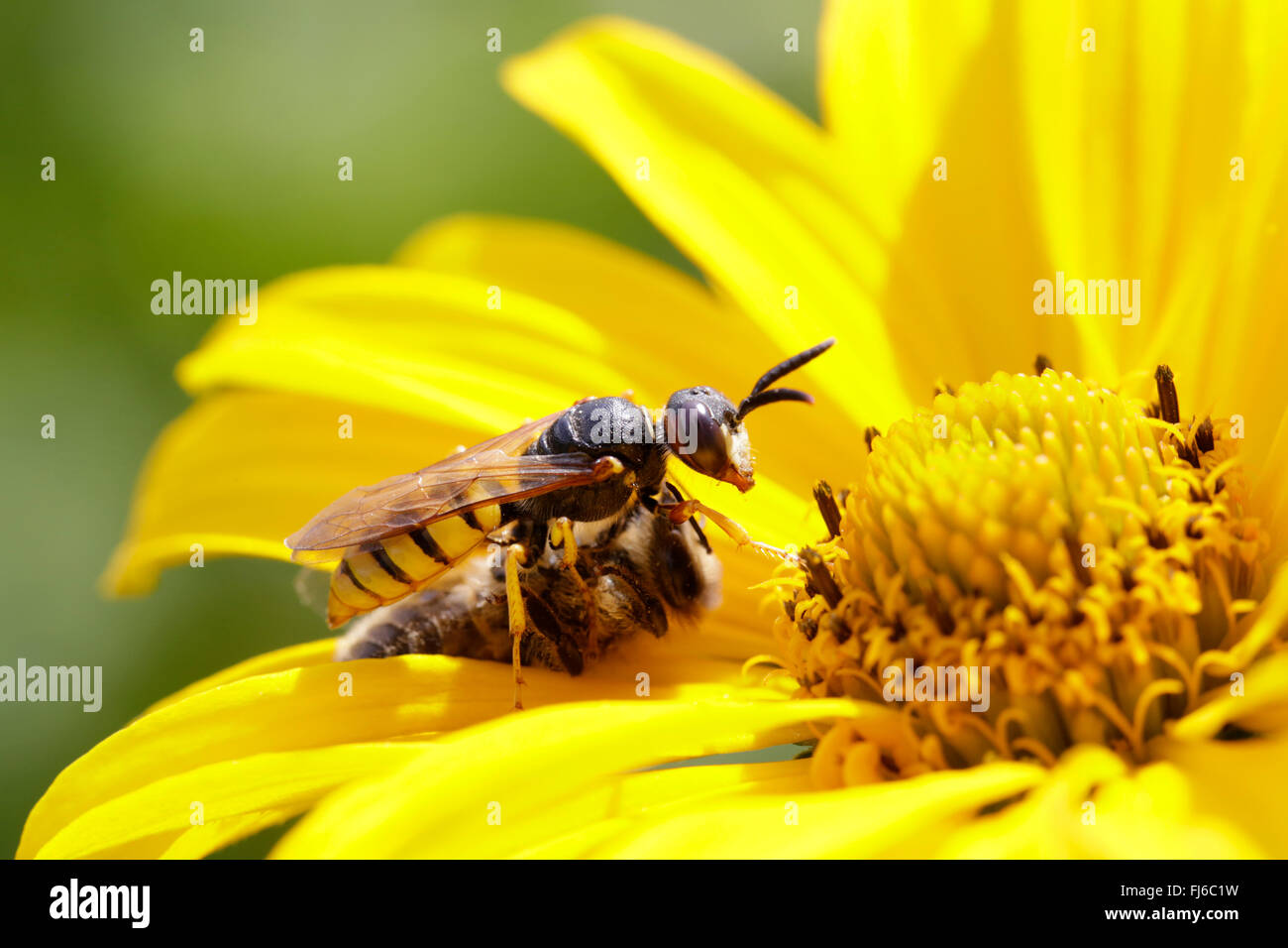 Bee-killer wasp, Bee-killer (Philanthus triangulum, Philanthus apivorus), sconfiggendo Ape su un fiore giallo, in Germania, in Baviera Foto Stock