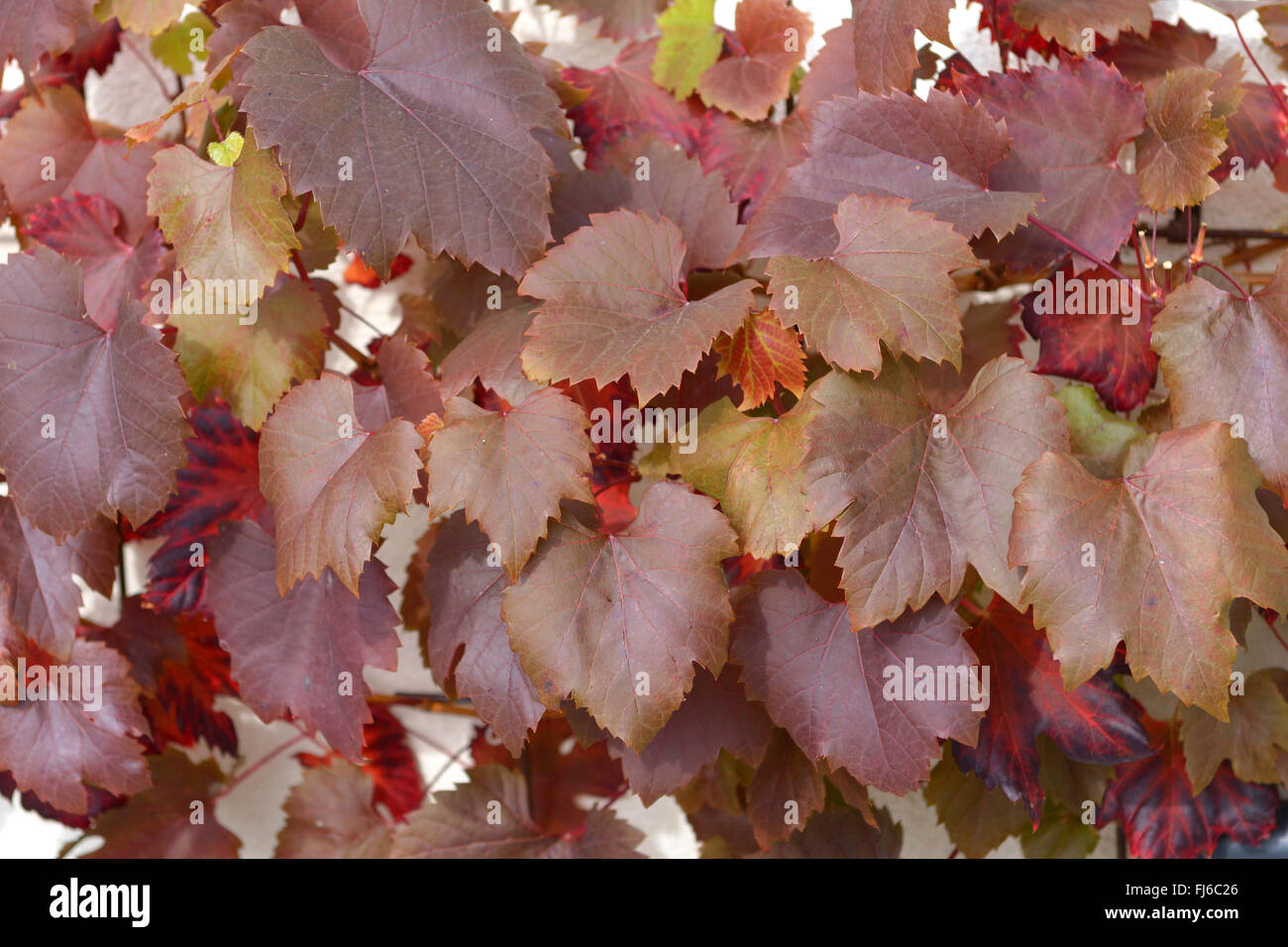 Vitigno, vite (Vitis vinifera 'Spetchley Red', Vitis vinifera Spetchley rosso), foglie di cultivar Spetchley rosso, Germania, Sassonia Foto Stock