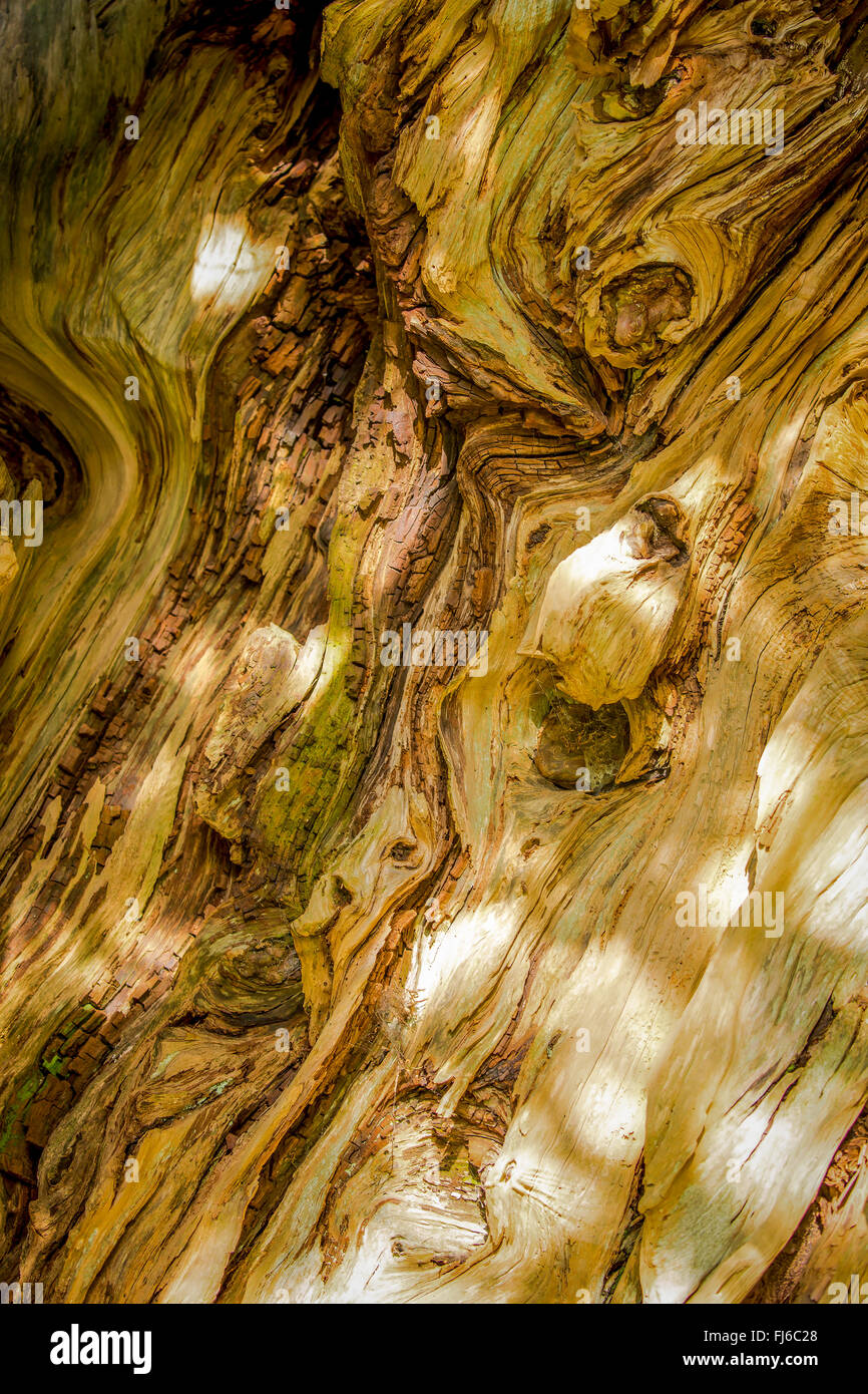 Antica Yew Tree corteccia testurizzata close-up Foto Stock