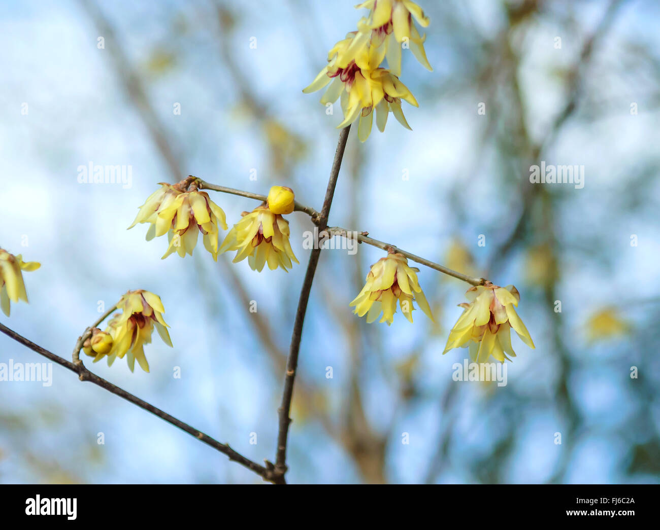 Wintersweet (Chimonanthus praecox), filiale di fioritura, Germania Foto Stock