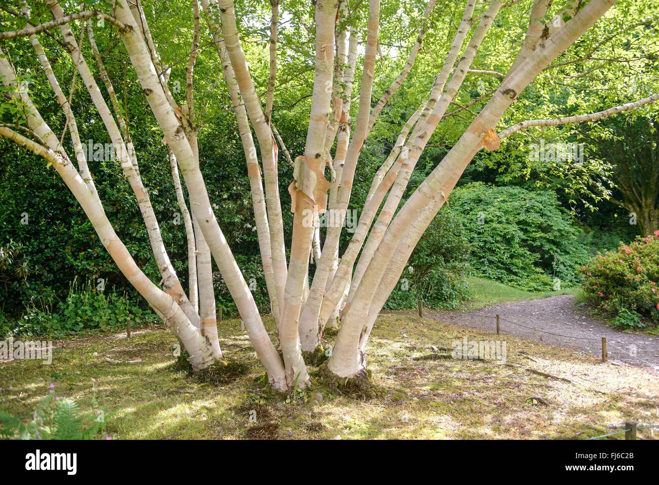 Erman di betulla, Russo Rock Birch (Betula ermanii 'Grayswood Hill', Betula ermanii Grayswood Hill), tronchi di cultivar Grayswood Hill, Regno Unito Foto Stock