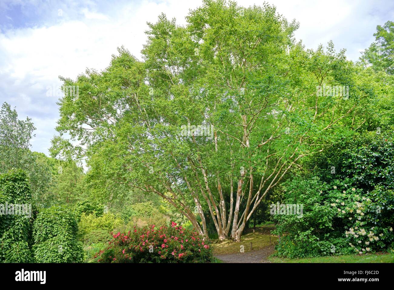 Erman di betulla, Russo Rock Birch (Betula ermanii 'Grayswood Hill', Betula ermanii Grayswood Hill), abitudine di cultivar Grayswood Hill, Regno Unito Foto Stock