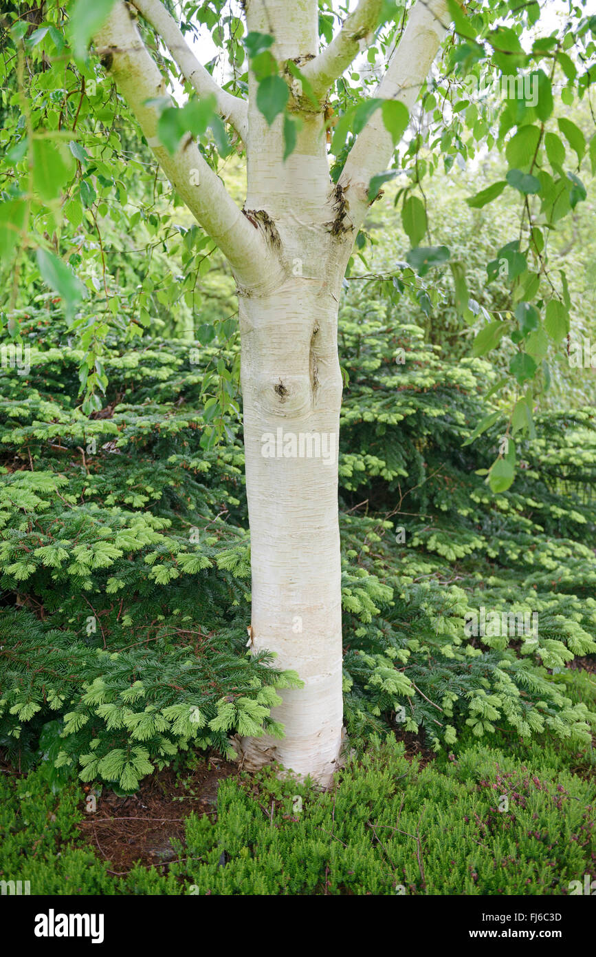 Roverella (betulla Betula utilis 'Grayswood fantasma', Betula utilis Grayswood fantasma), linee di cultivar Grayswood Ghost, Regno Unito Foto Stock