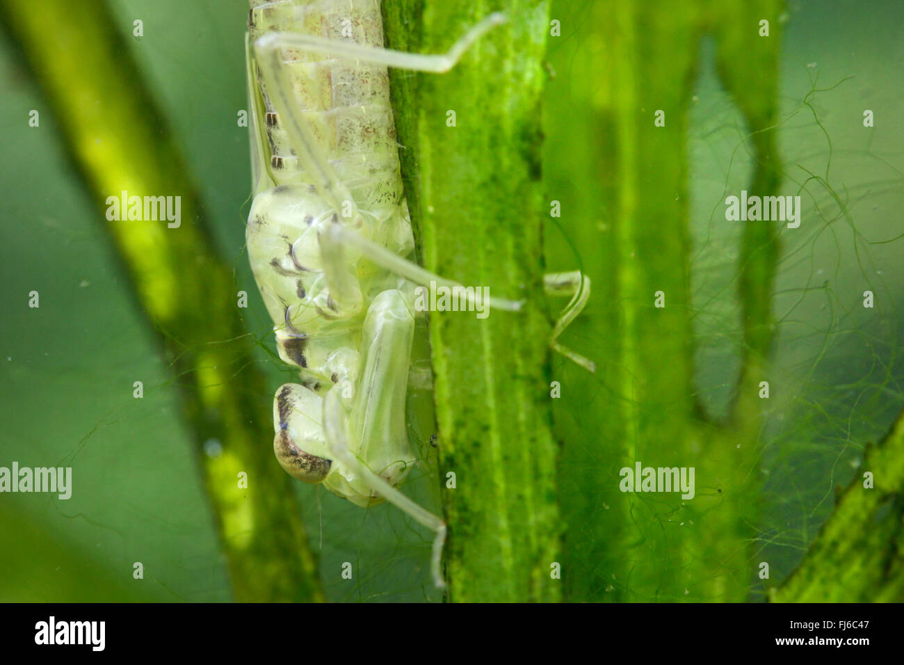 Blu-verde, darner aeshna sud, sud hawker (Aeshna cyanea), appena scuoiata ninfa, ritratto, in Germania, in Baviera Foto Stock