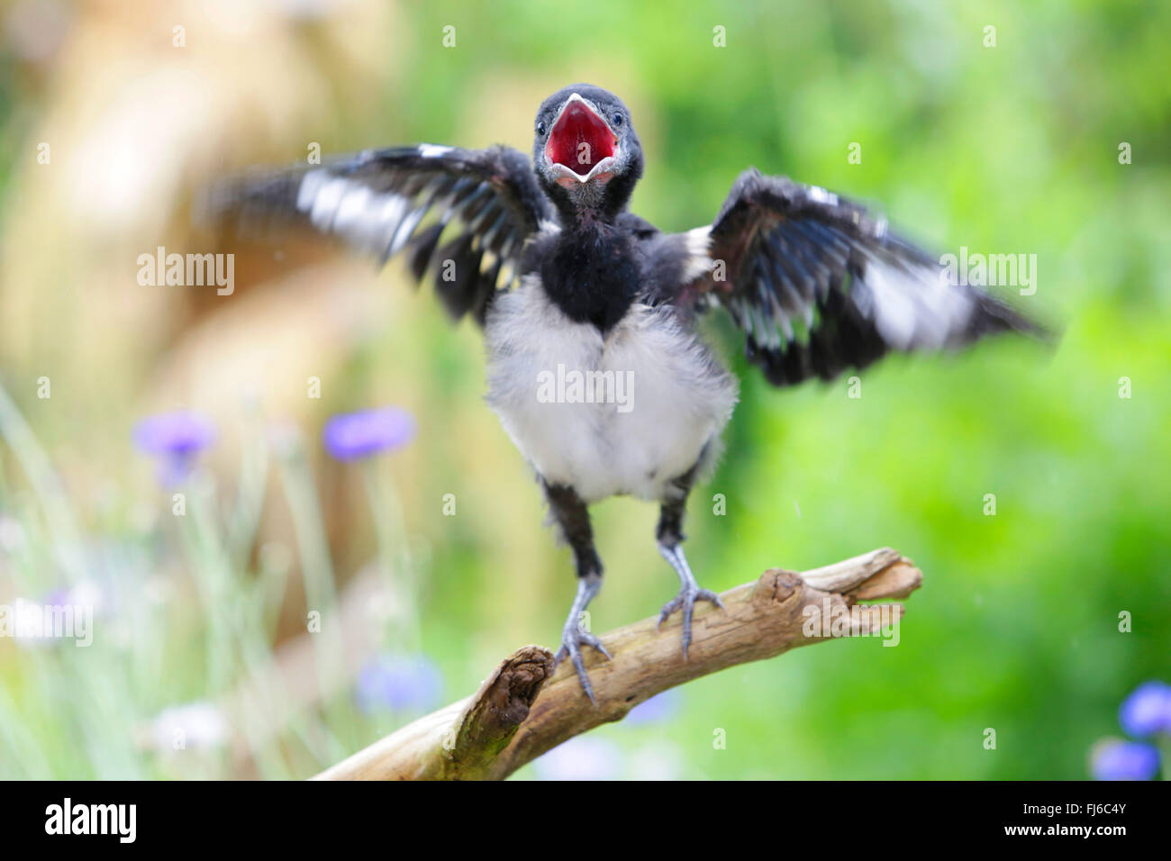 Nero-fatturati gazza (Pica pica), flutteringly uccello giovane chiamando per i genitori, in Germania, in Baviera Foto Stock